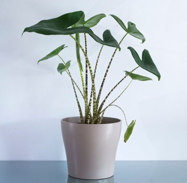 Alocasia Zebrina