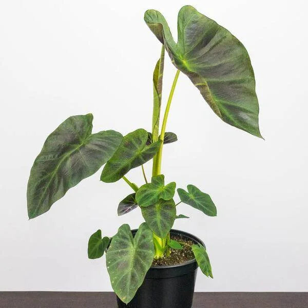 Colocasia Coal Miner