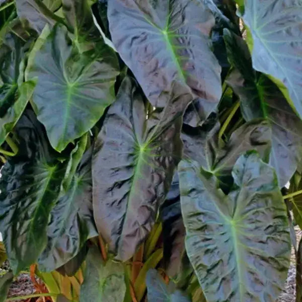 Colocasia Coal Miner
