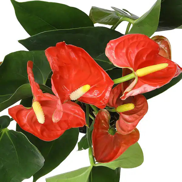Orange Anthurium Plant