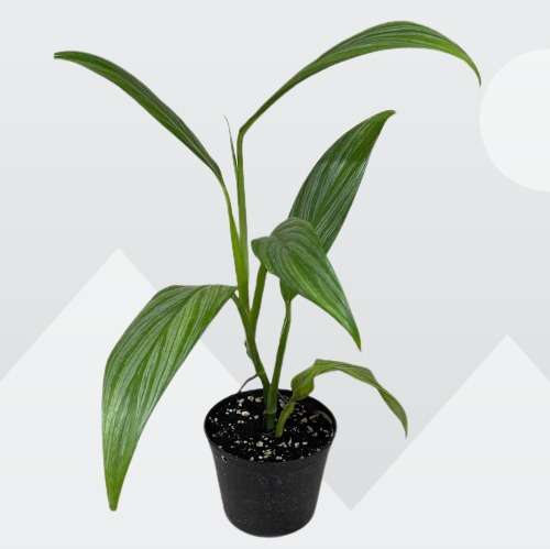 Epipremnum Amplissimum Silver Streak Pothos