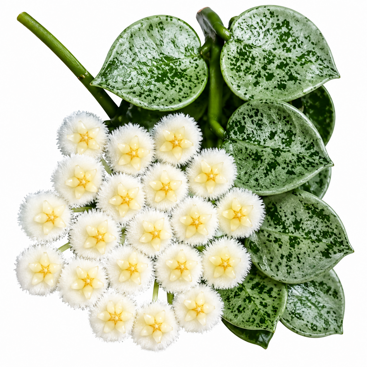 Hoya Eskimo- Hoya krohniana Eskimo- Trailing flowering plant