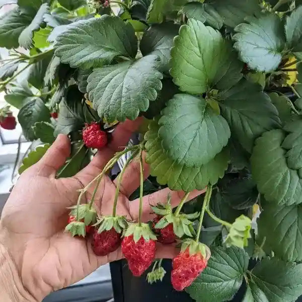 Strawberry Plant
