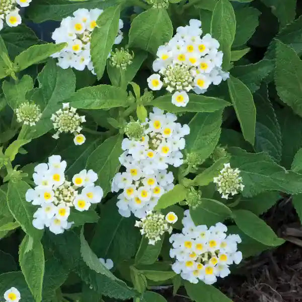 Lantana " White"