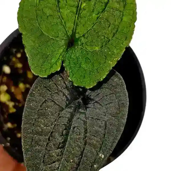 Anthurium Clidemioides - Rare