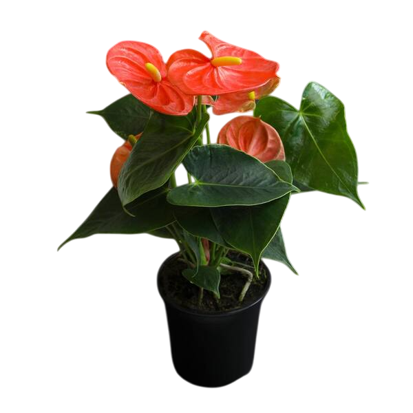 Orange Anthurium Plant - Double Shoot