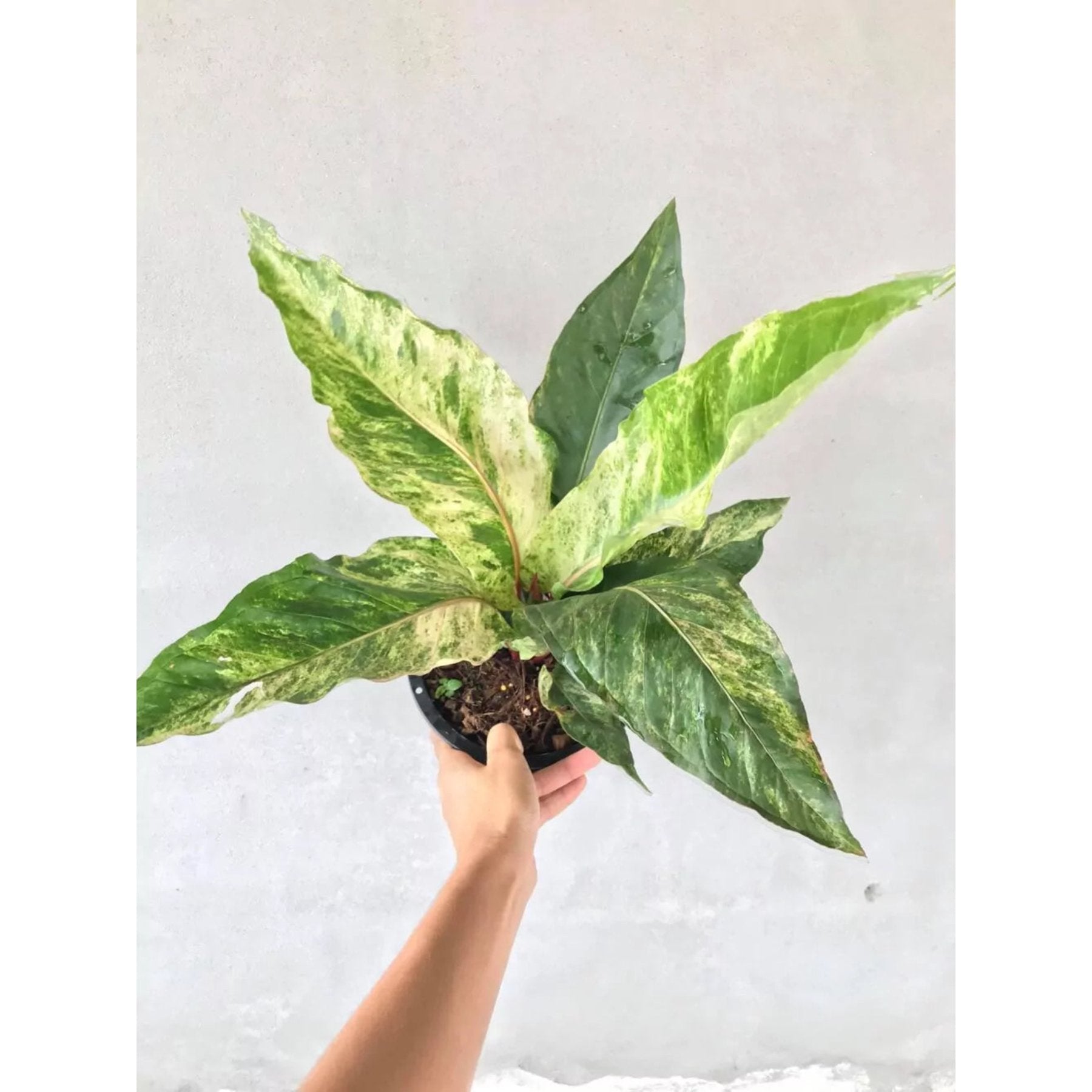 Anthurium Renaissance Variegated close up leaf detail – healthy nursery plant – Foliages.in