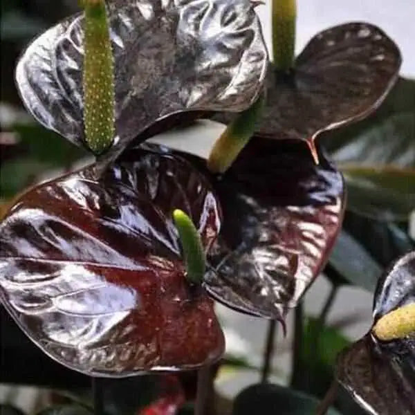 Anthurium Chocolate