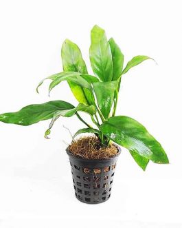 Anubias barteri var. glabra (single plant pot)