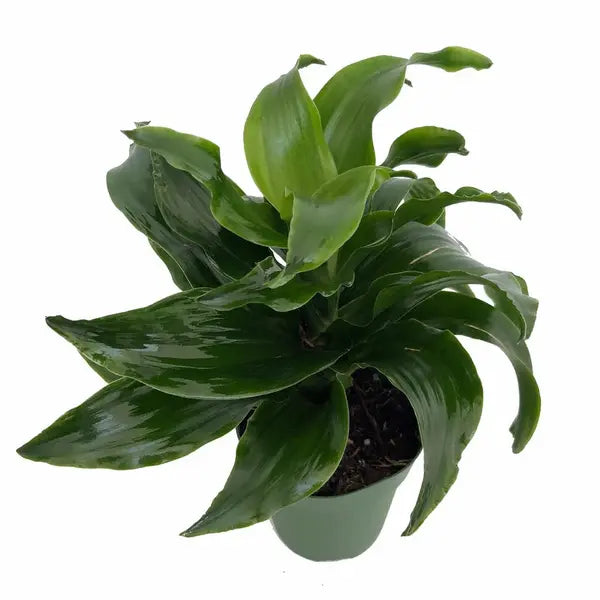 Twister Dragon Tree | Dracaena fragrans - Rare