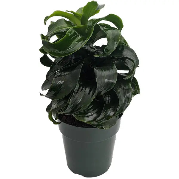 Twister Dragon Tree | Dracaena fragrans - Rare