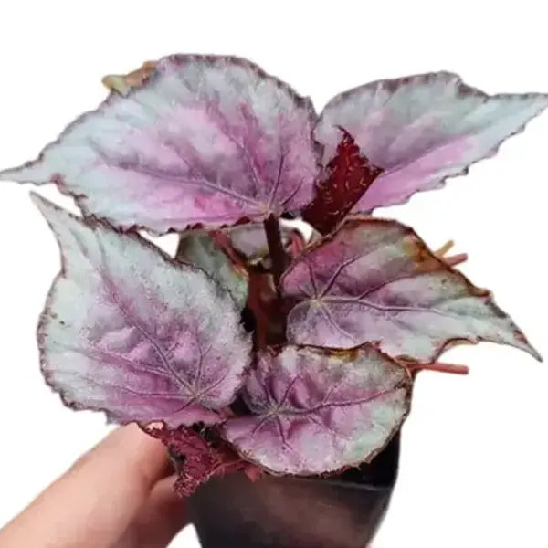 Begonia Maori Haze
