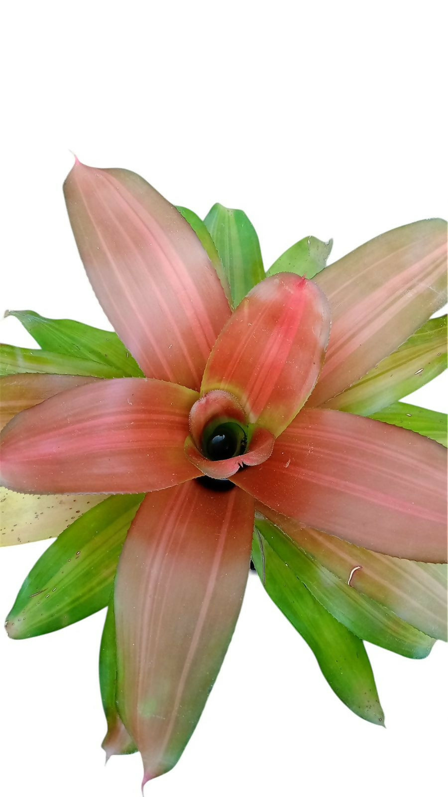 Bromeliad