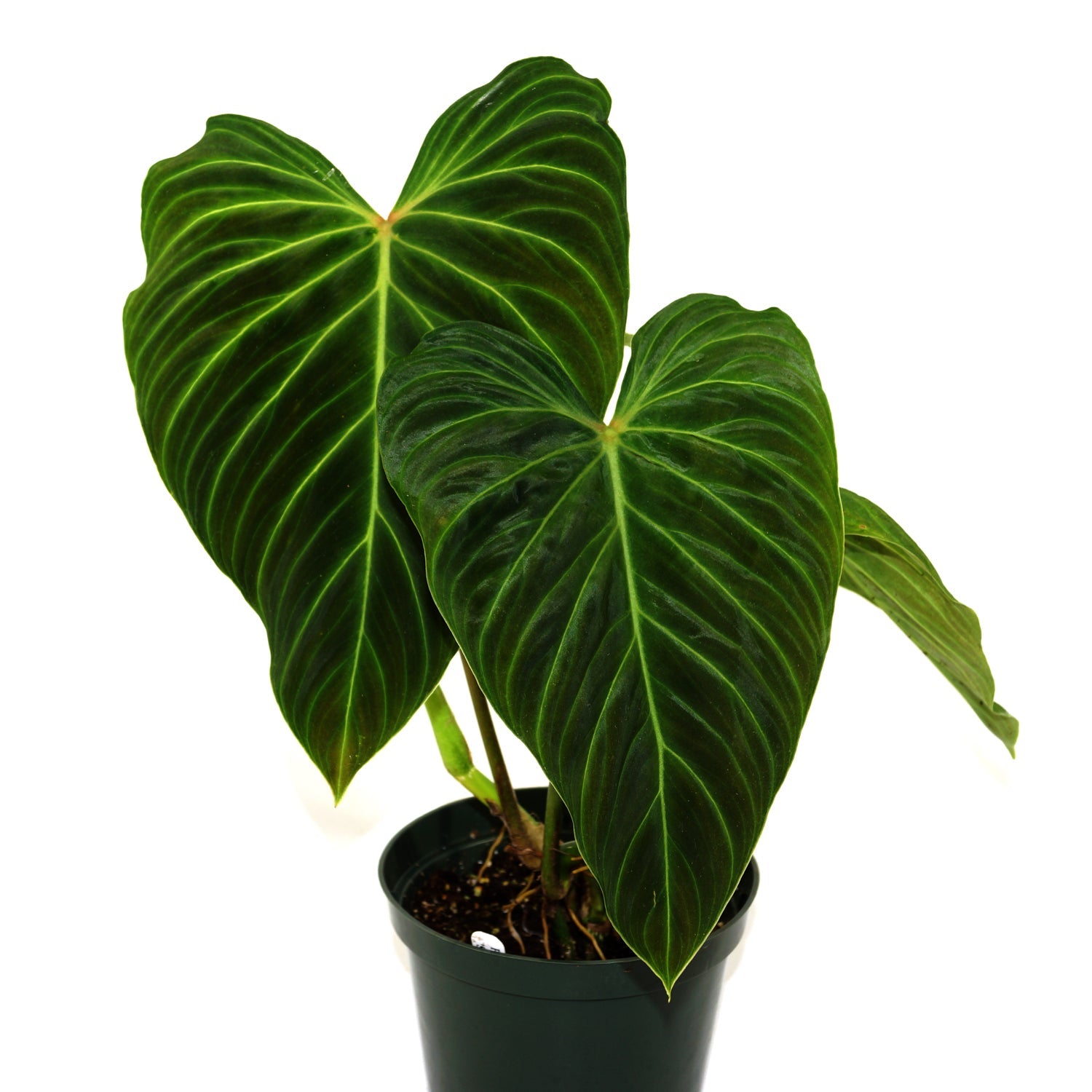 Philodendron Splendid