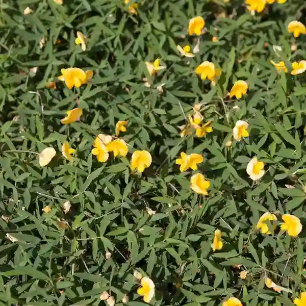 Rhizoma peanut | Arachis glabrata plant
