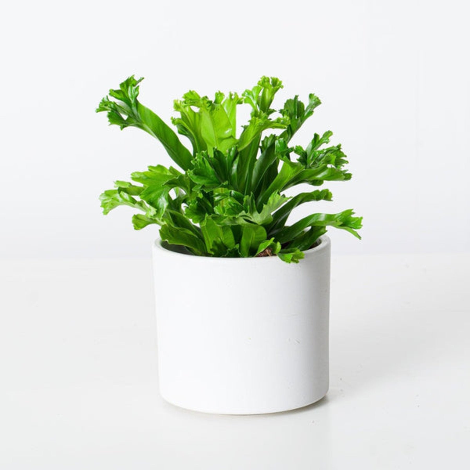Asplenium Leslie healthy live foliage plant – Foliages India