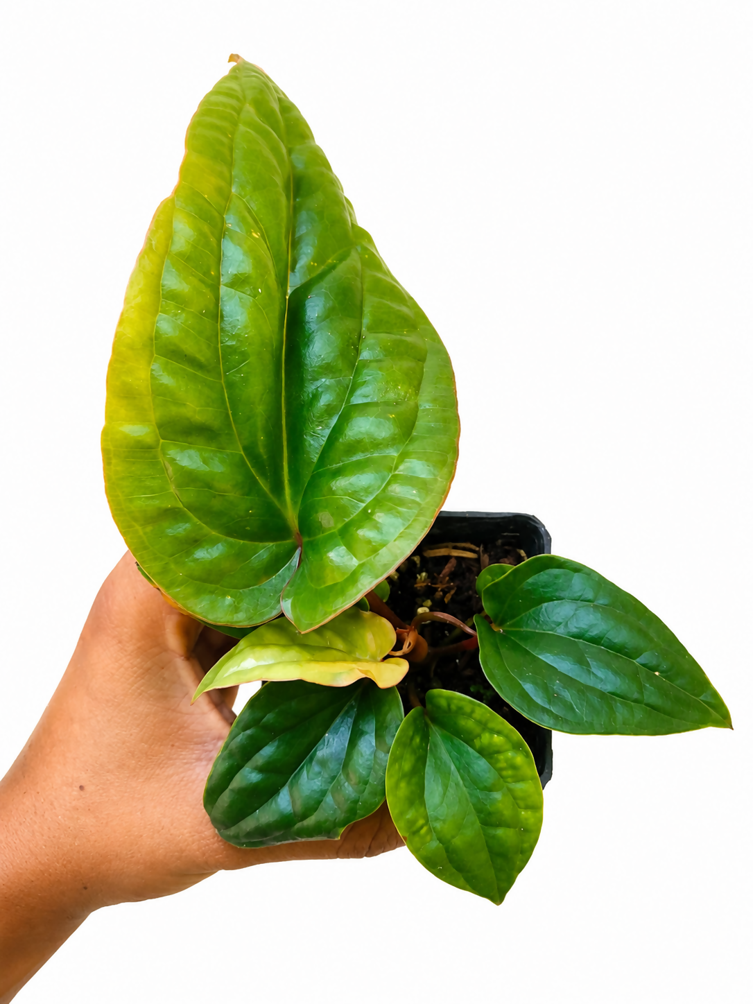 Anthurium Radicans x Luxurians