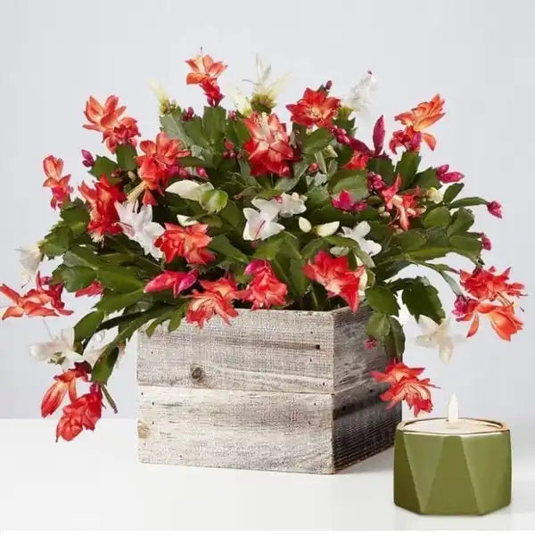 Red Christmas Cactus (Schlumbergera x Buckleyi)