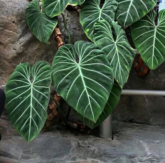 Philodendron Glorious