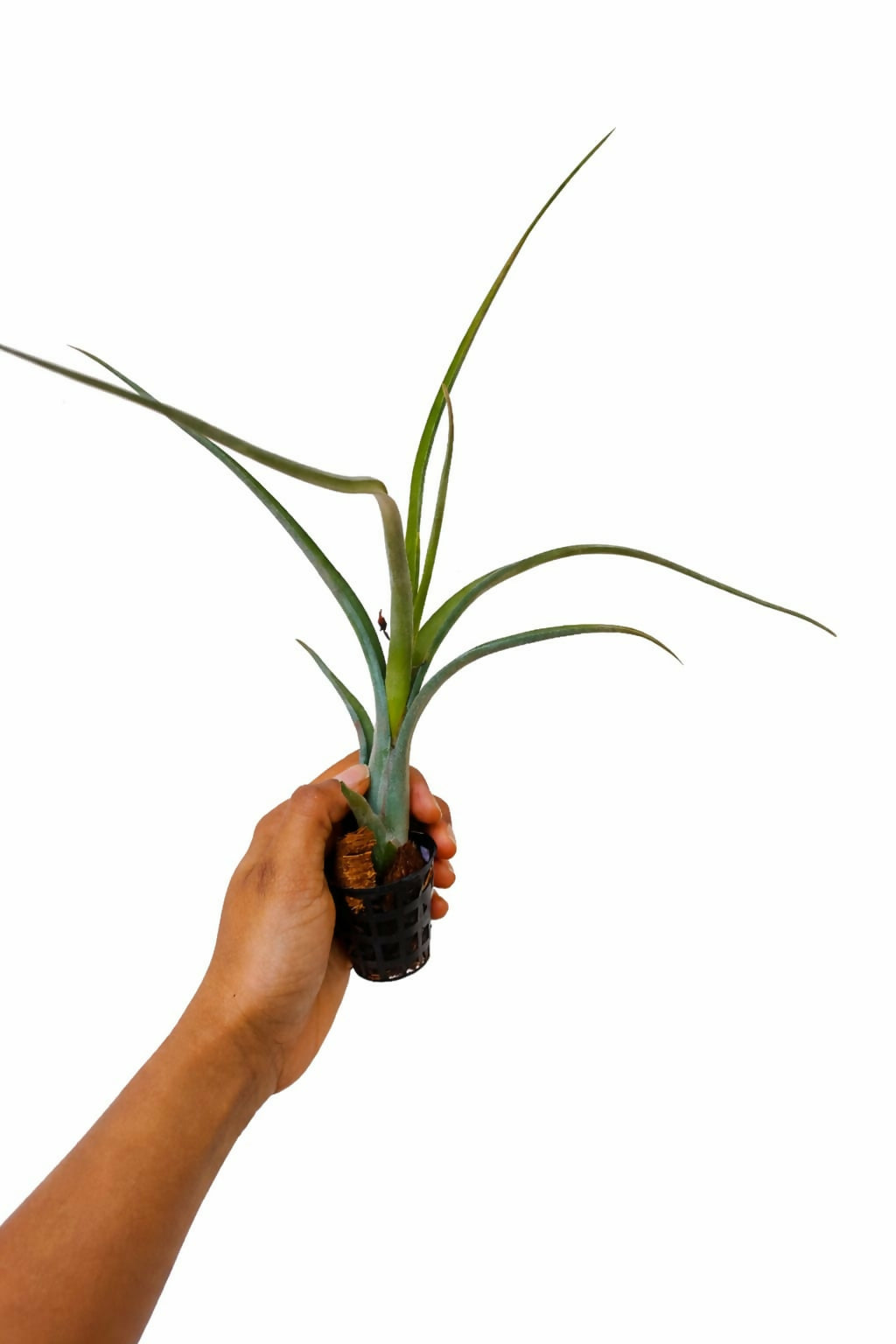 Tillandsia Intermedia