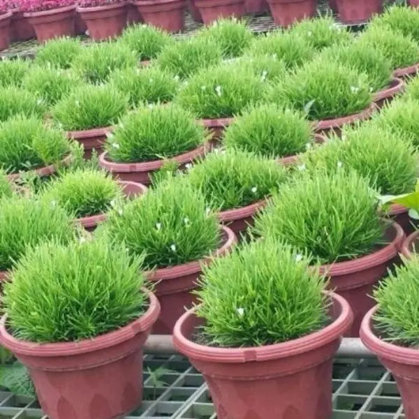 GREEN DRAGON'S TONGUE Hemigraphis Repanda "Green