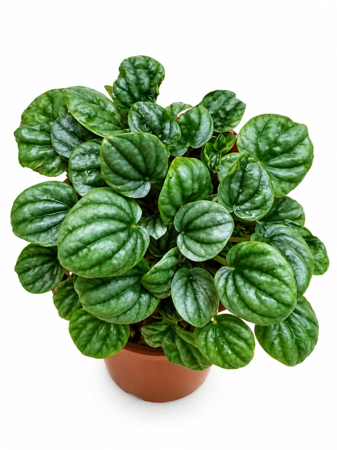 Peperomia ‘Moonlight'- Bushy indoor plant- The Lush Flora