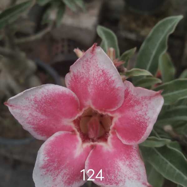 Adenium Plant-124