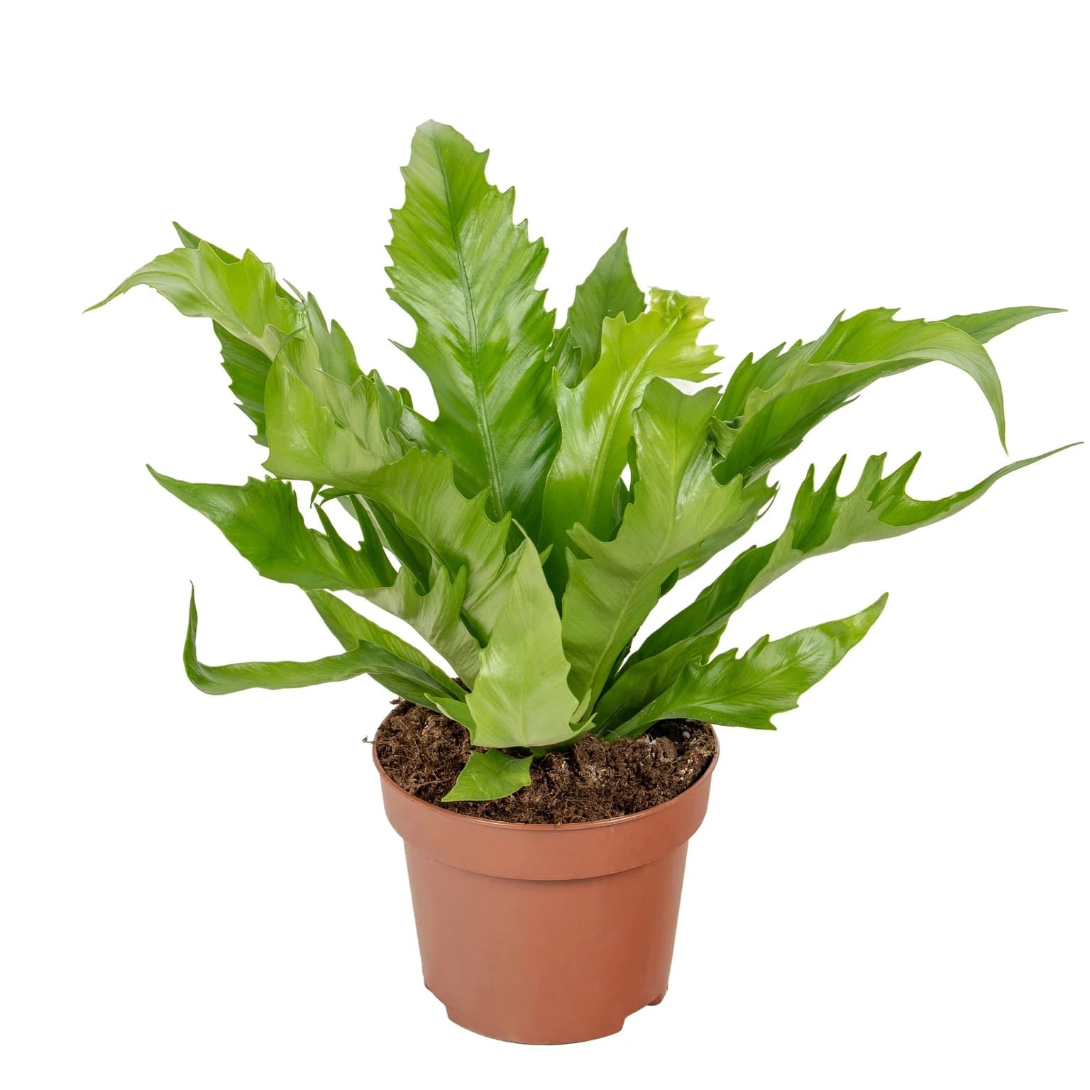 Asplenium Gioia healthy live foliage plant – Foliages India
