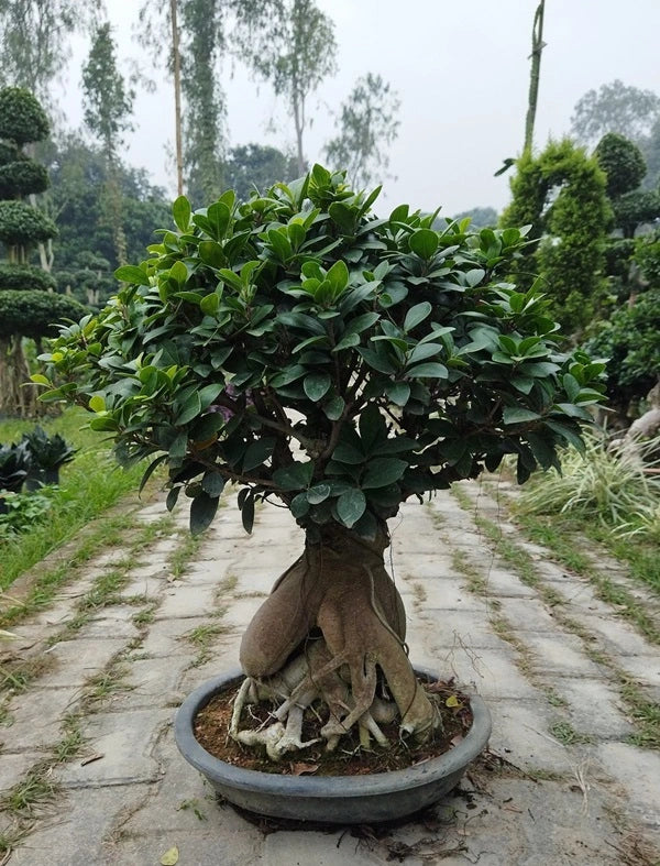 Bonsai Ficus