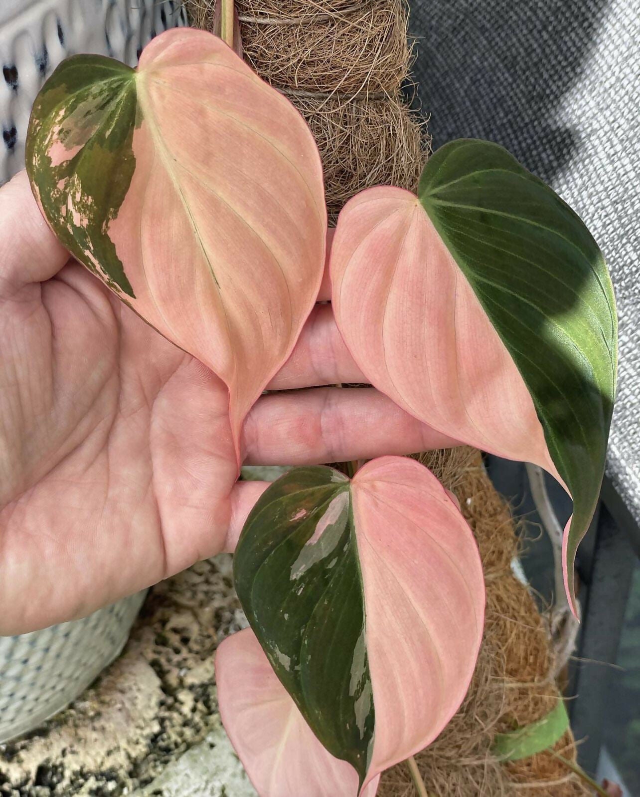 Philodendron Micans pink Variegated - Aloevera Greens