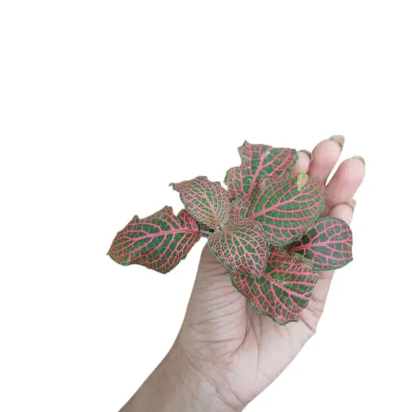Fittonia - Ruby red