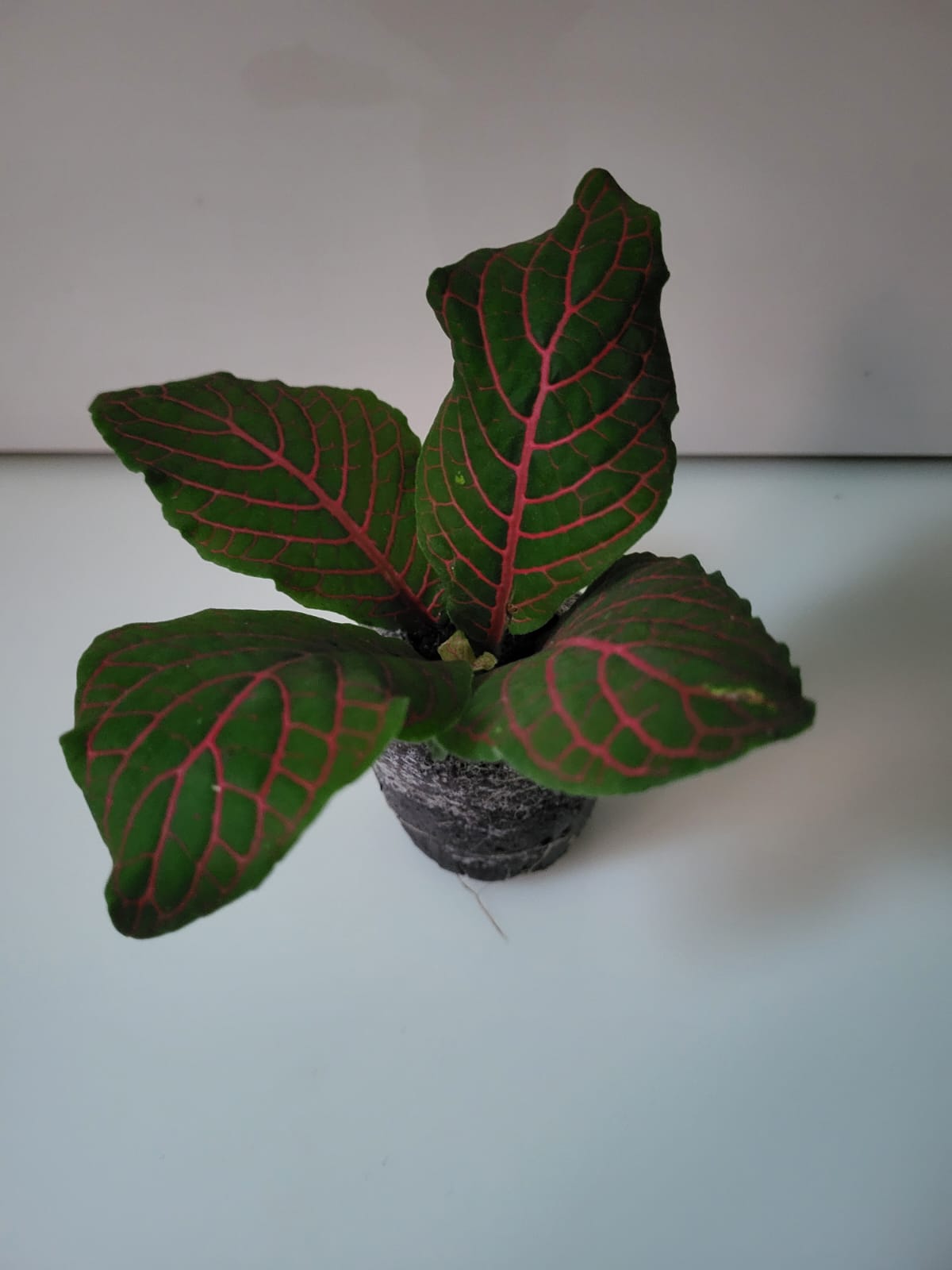 Variegated Fittonia Nerve Plant collector plant – Fittonia albivenis rare houseplant – Foliages.in