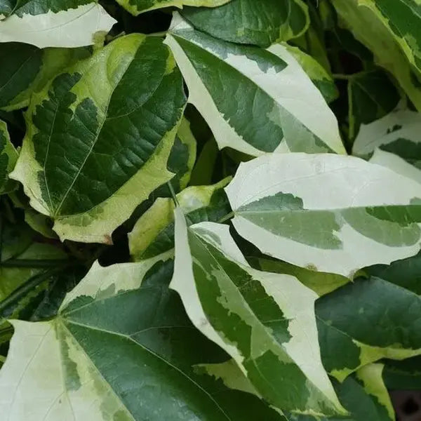 Thunbergia Variegated, Bengal Clock Vine, Blue Sky Vine 'Variegata' (Thunbergia grandiflora) - Rare