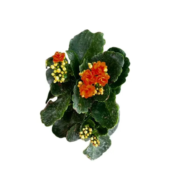 Kalanchoe Peach