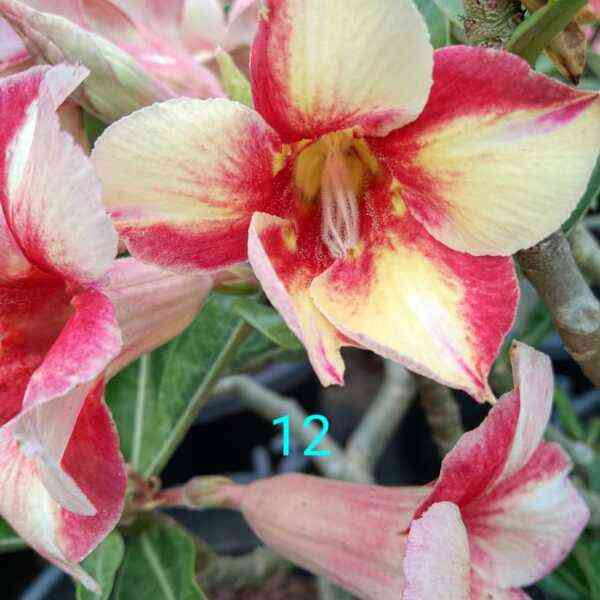Adenium Plant-12