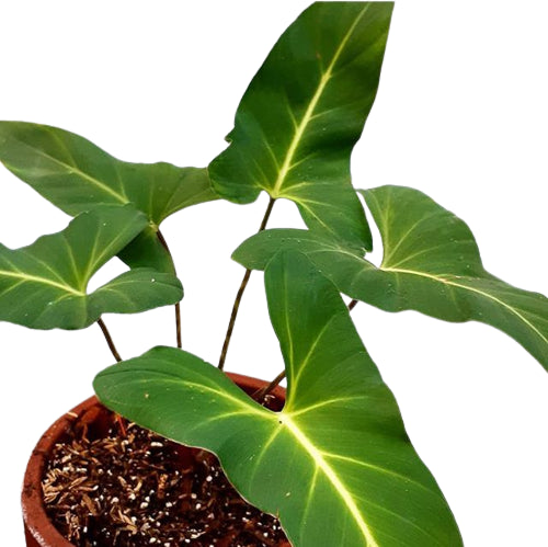 Adelonema Yanamonoensis (Big Plant) - Rare Plants