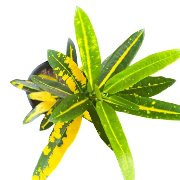 Codiaeum variegatum 'Yellow Banana'