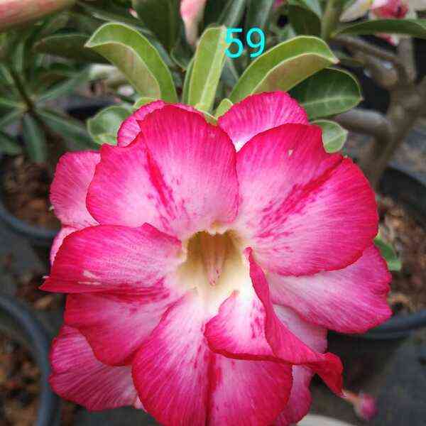 Adenium Plant-59