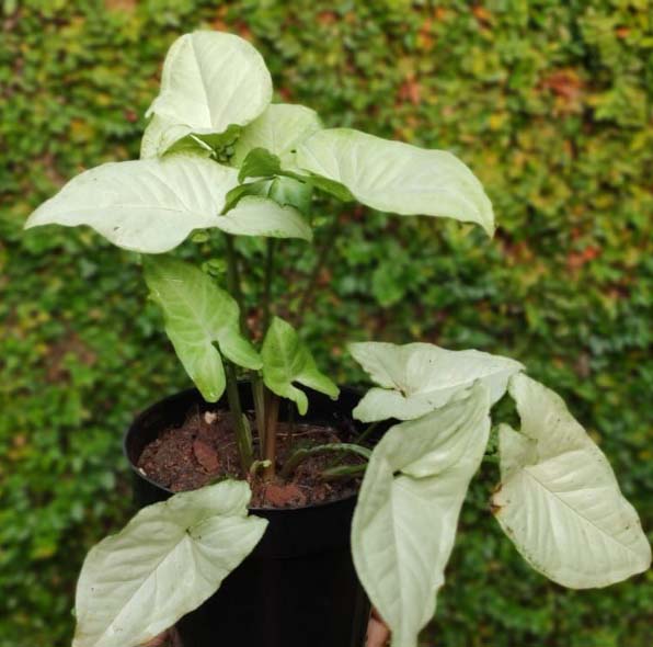 White Butterfly Syngonium