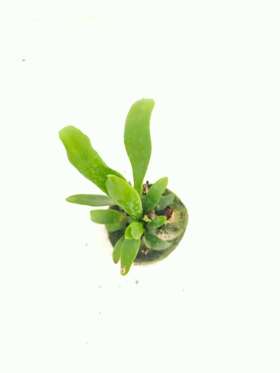 Green flame fern