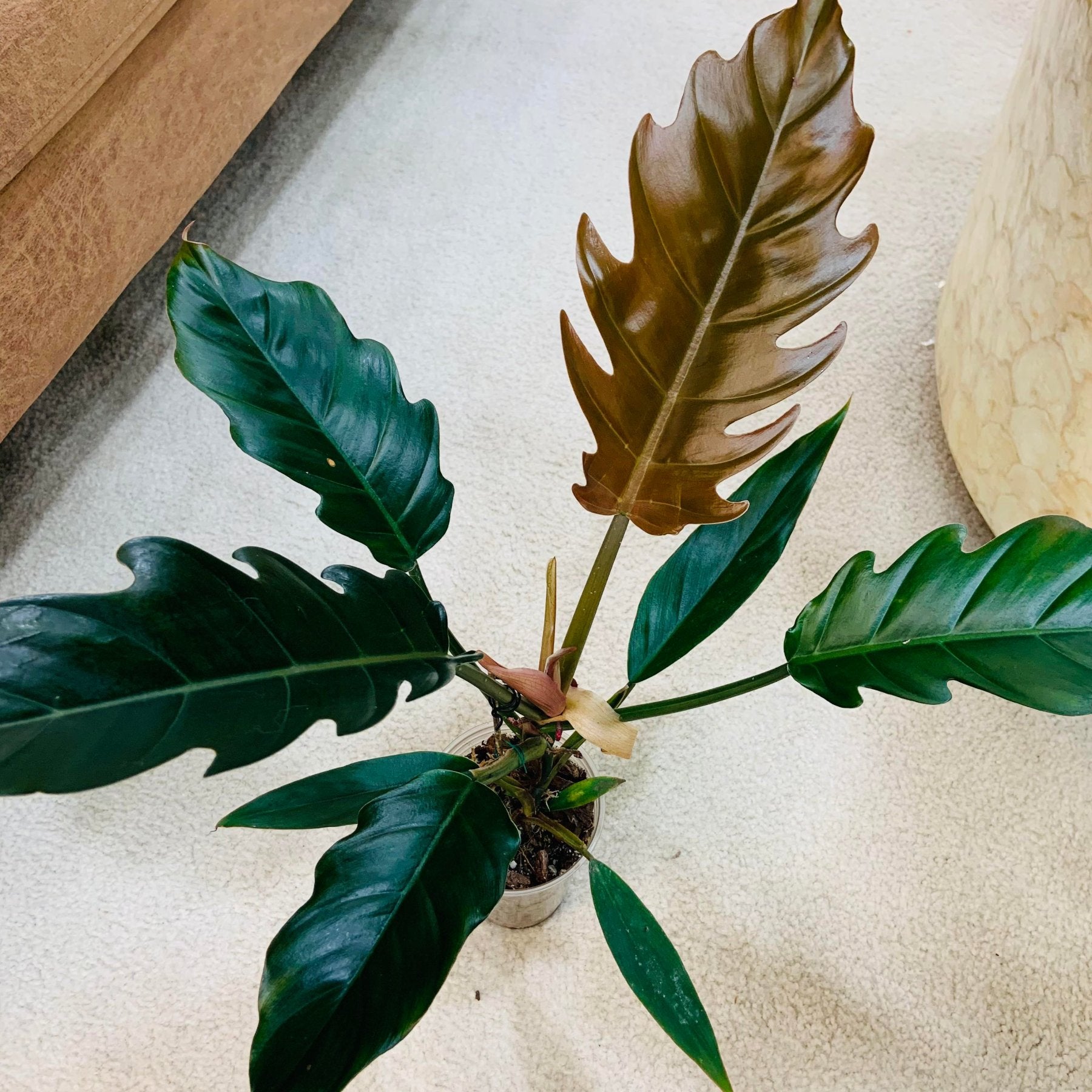 Philodendron Caramel Pluto – Vibrant Philodendron Caramel Pluto leaves – Jiffy Sized