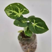 Syngonium Panda Galaxy – Rare TC Plant - Ethereal DNA