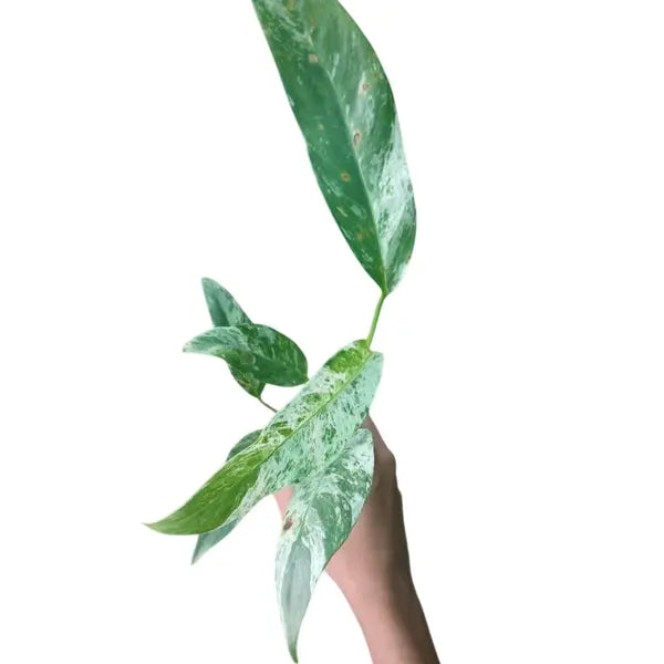 Epipremnum giganteum marble Variegated