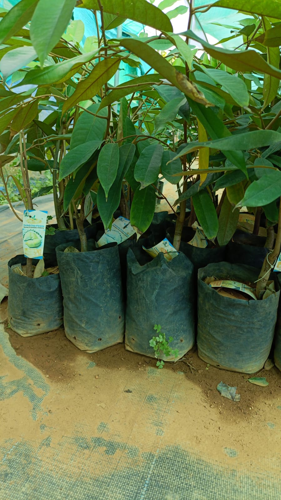 Durian Musang King Fruit Plant - Bud Plant - Keyfarm Wayanad