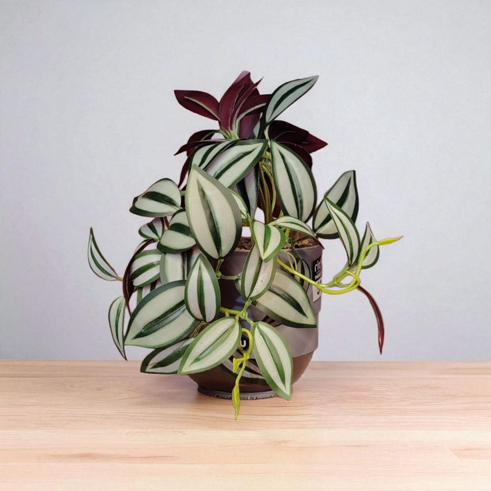 ARTIFICIAL WANDERING JEW GREEN