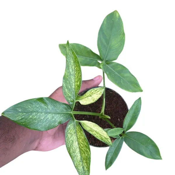 Philodendron Goeldii Mint Variegated
