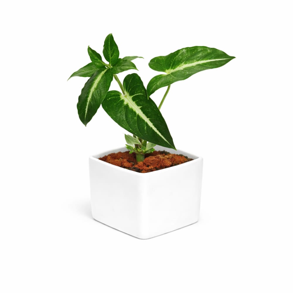 Syngonium Wendlandii healthy live foliage plant – Foliages India