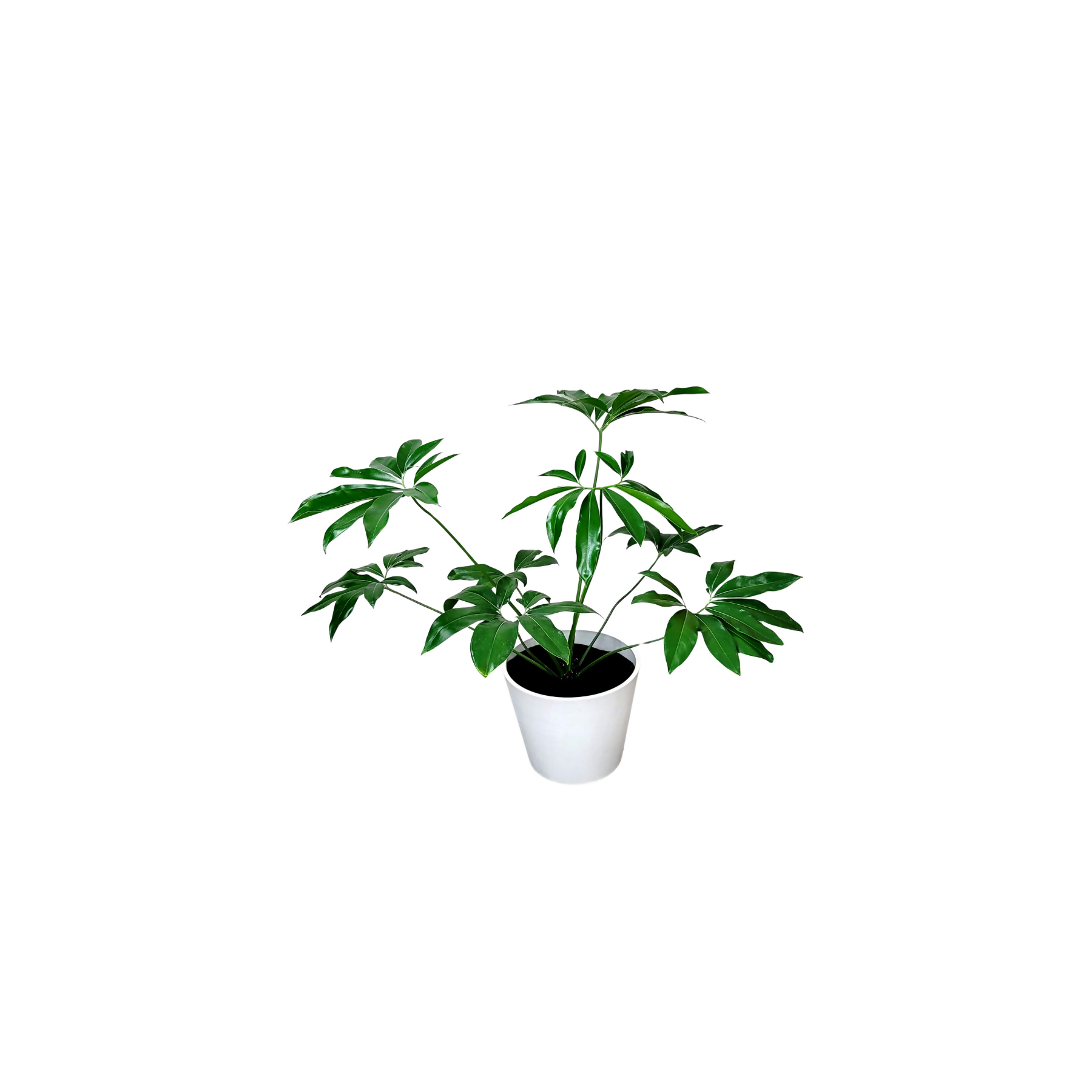 Philodendron Goeldii