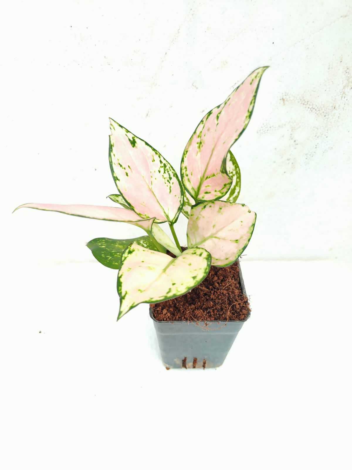 Aglaonema Super Pink foliage detail – healthy tissue culture houseplant – Foliages India