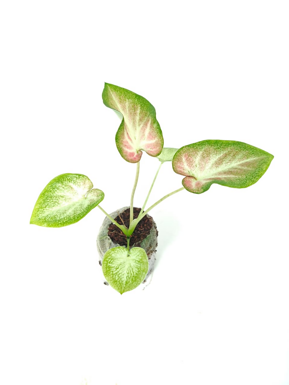 Caladium red star